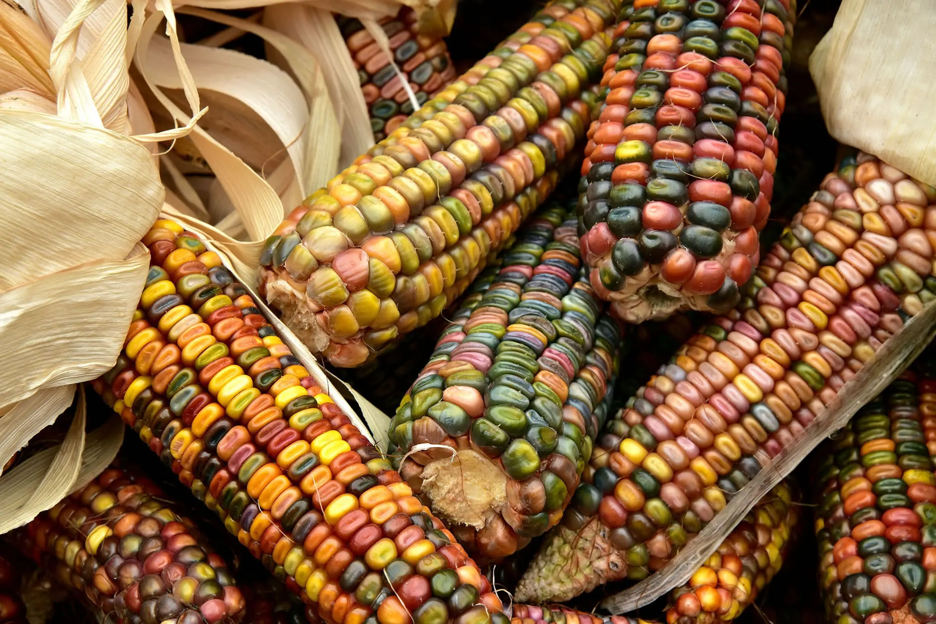 maïs multicolore